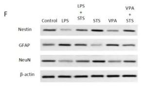 NeuN Antibody - Fig.