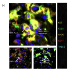 CD3E Antibody - Fig.