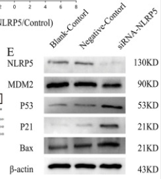 p53 Antibody - Figure 7.