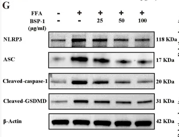Cleaved-Caspase 1 (Asp296), p20 Antibody - FIGURE 6 Measurement of IL-1β and IL-18, qRT-PCR and WB analysis in HepG2 cells.