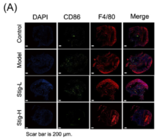 CD86 Antibody - Figure 6 Effects of stigmasterol on aortic macrophage and SMC phenotype in ApoE−/− mice.