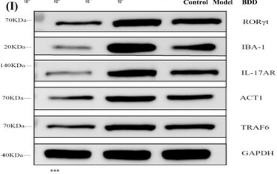 AIF1/IBA1 Antibody - Figure 2 BDD exerts antidepressant effects by inhibiting the prefrontal Th17 cell-driven RORγt /Act1/TRAF6 pathway mediates microglial activation.