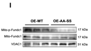 Phospho-FUNDC1 (Ser17) antibody - Fig.