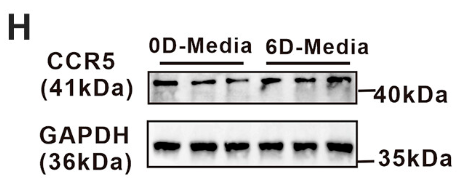CCR5 Antibody - Figure 2.