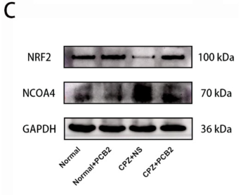 NCOA4 Antibody - FIGURE 2 Impact of PCB2 on Inflammatory and Oxidative Stress Responses in CPZ mice.