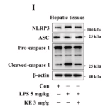 Cleaved-Caspase 1 (Asp296), p20 Antibody - Fig.