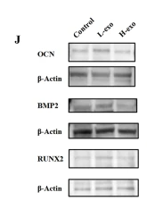 Osteocalcin Antibody - Fig.