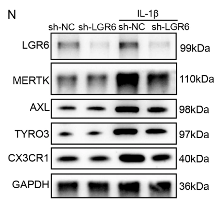 MER/TYRO3 Antibody - Fig.