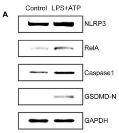 GSDMD N-Terminal Antibody(Mouse specific) - Fig.