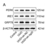 PERK Antibody - Fig 5.