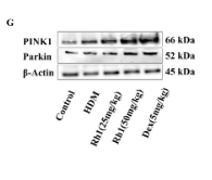 PINK1 Antibody - FIGURE 3 Ginsenoside Rh1 activates the AMPK/ULK1/FUNDC1 pathway to enhance mitochondrial autophagy in AR mice.