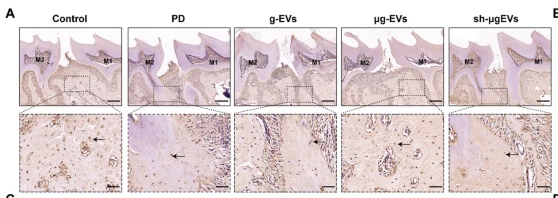 Alkaline Phosphatase Antibody - Fig.