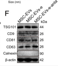 CD63 Antibody - Figure 1.