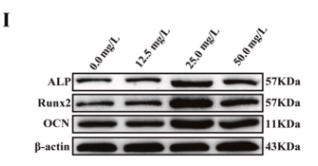 Osteocalcin Antibody - Fig.