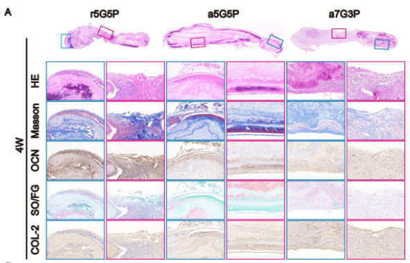 Osteocalcin Antibody - Figure 5 Histological examination of BMSC-NFMC after subcutaneous implantation for 4 and 8 weeks.