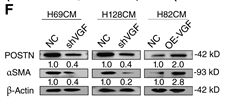 POSTN Antibody - Figure 4.