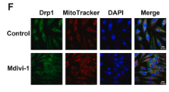 DRP1 Antibody - Fig.