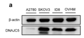 DNAJC5 Antibody - Fig.