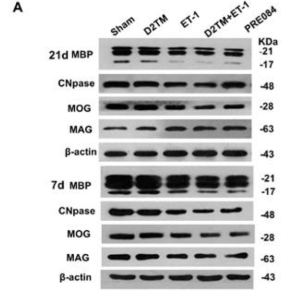 MAG Antibody - Figure 4.