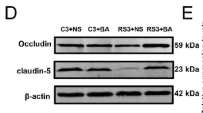 Claudin 5 Antibody - Fig.