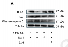 Tubulin beta Antibody - Fig.