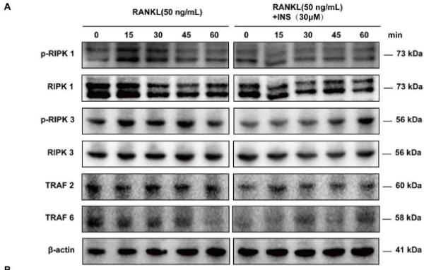TRAF6 Antibody - Fig.