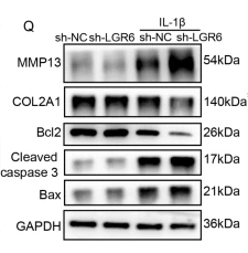 Cleaved-Caspase 3 (Asp175), p17 Antibody - Fig.