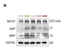 NPPA Antibody - Figure 5.