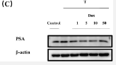 KLK3 Antibody - Fig.