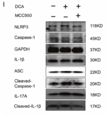 Caspase 1 Antibody - Figure 6.