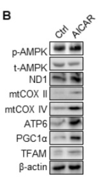 Phospho-AMPK alpha (Thr172) Antibody - Figure 5.