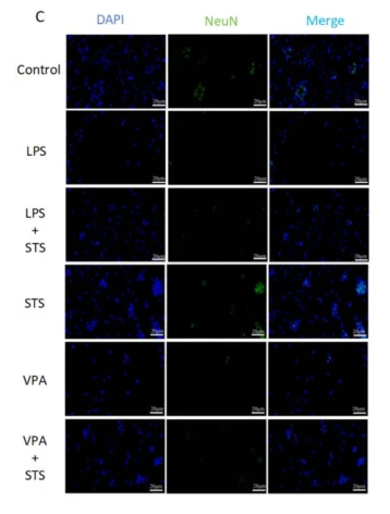 NeuN Antibody - Fig.