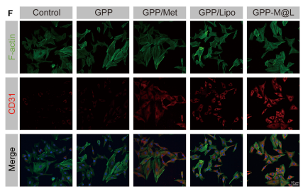 CD31 Antibody - Fig.