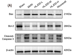 Bax Antibody - Figure 2 HLJDD Downregulates the Expression of GRP78 and Apoptosis-Related Proteins in MIRI Rats.