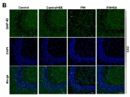GAP43 Antibody - Fig.
