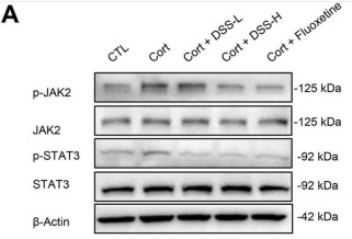 JAK2 Antibody - FIGURE 8.