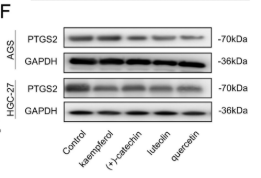 GAPDH Antibody - FIGURE 6 In vitro experiments validating the inhibition of gastric cancer cells by Hairyvein Agrimonia (A) Proliferation rates of Control and luteolin, quercetin, kaempferol, and (+)-catechin, AGS, and HGC-27 cells treated as indicated were measured by MTT assay.