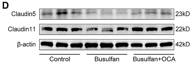 Claudin 11 Antibody - Fig.