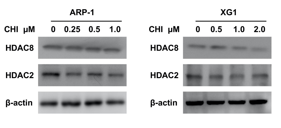 HDAC8 Antibody - Supplementary Figure S2.