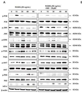 Phospho-ERK1/2 (Thr202/Tyr204) Antibody - Fig.