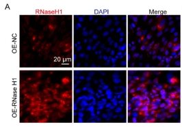 RNase H1 Antibody - Fig.