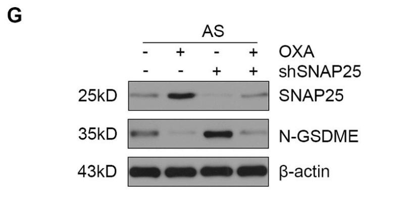 Cleaved-DFNA5/GSDME Antibody - N-terminal - Fig.