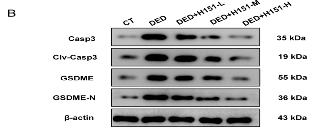 Cleaved-DFNA5/GSDME Antibody - N-terminal - Fig.
