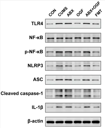 Cleaved-Caspase 1 (Asp296), p20 Antibody - FIGURE 8 Expression of TLR4/NF-κB/NLRP3 pathway-related proteins in the hippocampus of different groups of mice.