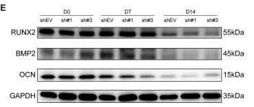 Osteocalcin Antibody - FIGURE 9 Osteogenic differentiation staining, osteogenic-related genes, and protein expression of MSMSCs transfected with shSLC7A2.