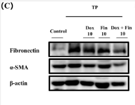 alpha SMA Antibody - Fig.