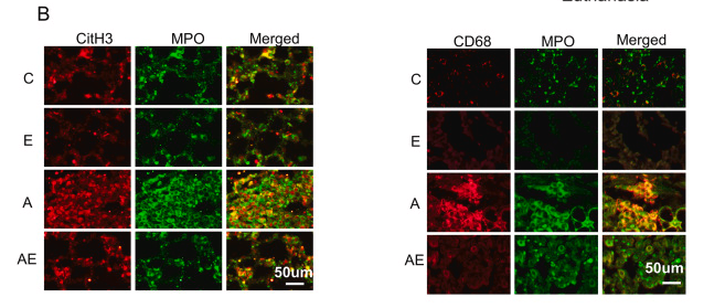 CD68 Antibody - Fig.