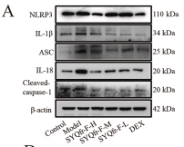 Cleaved-Caspase 1 (Asp296), p20 Antibody - Fig.