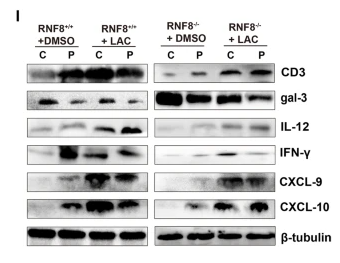 Interferon gamma Antibody - Fig.