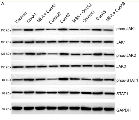 Phospho-JAK1 (Tyr1022)[Tyr1034] Antibody - Fig.